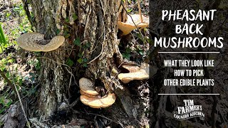 Foraging for Pheasant Back Dryads Saddle Mushrooms [upl. by Akenal]