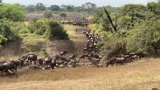 Wildebeest Migration Serengeti Western Corridor [upl. by Vanhomrigh4]