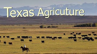 How Texas Farmers Use 127 Million Acres Of Farmland  American Farming Documentary [upl. by Nacul]