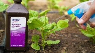 5 Benefits of Hydrogen Peroxide on Plants and Garden [upl. by Sedlik]