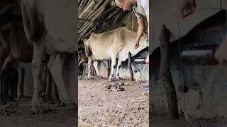 Quick intravenous infusion of calcium borogluconate in jugular vein of a cowcow tiktok short video [upl. by Yhpos]