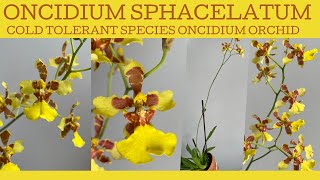 Oncidium sphacelatum a species orchid that can tolerate the cold AND get quite big [upl. by Pontus]