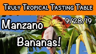 Manzano Banana Tasting Video [upl. by Pero]