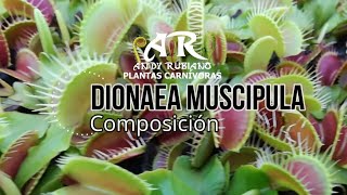 ¿Cómo hacer una composición de Dionaeas Muscipula  Andy Rubiano™ [upl. by Yajiv312]