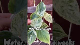 ✨Philodendron Hedereceum Variegata✨ philodendron houseplantlover houseplants heartleaf [upl. by Ringler]