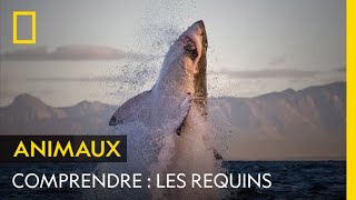 COMPRENDRE  Les requins [upl. by Ahsikrats]