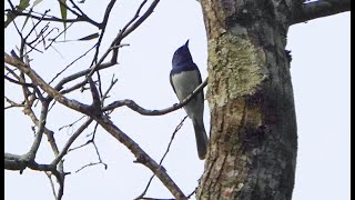 Leaden Flycatchers in the Moggill Forest [upl. by Eicyac]