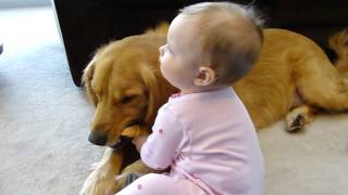 2 year old 85 lb dog Golden Retriever vs10month old baby girl [upl. by Adnirod]