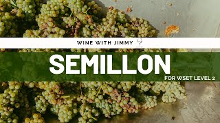 Grape Varieties  Semillon Intermediate Version ideal for WSET Level 2 Wine [upl. by Tnek]