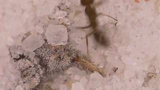 Antlion larva digging a pit [upl. by Karlow273]