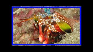 Mantis shrimp biomimicry stomatopod’s dactyl club could inspire aerospace materials football helm [upl. by Syned]