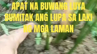 GANITO NA ANG NANGYARI SA APAT NA BUWAN KUNG TANIM NA LUYA ANG LAKI NG MGA LAMANfarmer [upl. by Darrick392]