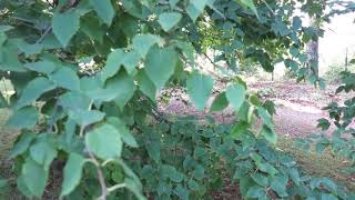 Betula papyrifera bříza papírová [upl. by Eendys]