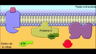 testosterona y progesterona [upl. by Staal187]