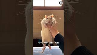 Rats 🐀 Why They Make Great Pets [upl. by Arbas]