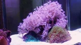 Easiest corals to keep in a reef tank Pulsing Xenia explosion [upl. by Farron]