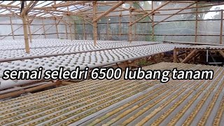 LUARBIASA SEMAI BENIH SELEDRI MENJELANG PUASA 6500 LUBANG TANAM [upl. by Neras]