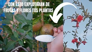 EL MEJOR ABONO PARA ARBOLES FRUTALES Y FLORESplantas abonoorganico flores frutas [upl. by Follmer]