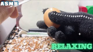 ASMR peel the shiny eggs 3 asmr relaxing [upl. by Mcgrody]