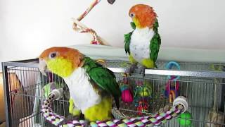 White Bellied Caique Pair [upl. by Pavel468]