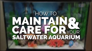 How To Maintain amp Care For Your Basic Saltwater Aquarium [upl. by Wu]