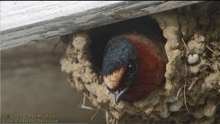 Cliff Swallows in Maine [upl. by Jackie763]