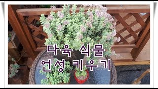 다육 식물 언성별을녀 키우기 Succulent Plant Crassula Rupestris [upl. by Nwahsid]