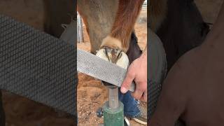 Explanation on rasping a horse hoof  Part 4 [upl. by Gnut]