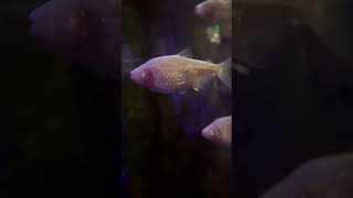 Blind Cavefish learn cavefish blind fish aquaticlife dallasaquarium [upl. by Sorci]