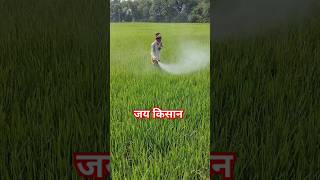 Insecticide SprayFarming FieldShort videoRanabhaja [upl. by Raama]