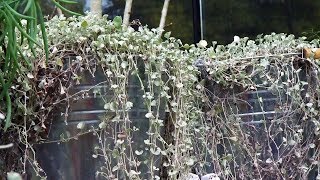 Dichondra repens silver falls  Decogarden  Jardinatis [upl. by Ycniuq]