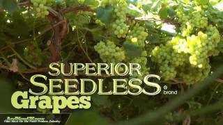 Behind the Greens SUPERIOR SEEDLESS brand grapes [upl. by Anuaf]