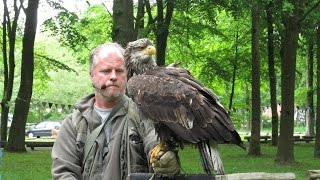 1 Zomerfestival 2015 Roofvogelshow Noordwolde fr [upl. by Znarf]