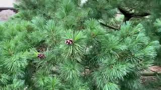 Pinus parviflora Goldilocks Variegated Dwarf Japanese White Pine January 31 2020 [upl. by Yug]