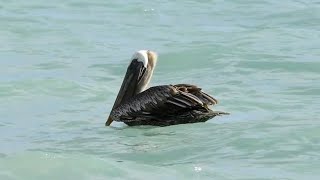 Pelicano  Pelecanus occidentalis 🙂 [upl. by Emmanuel]