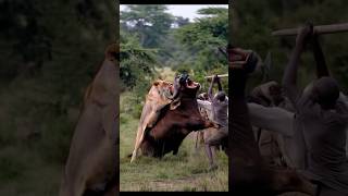 Lion vs buffalo fight 🤬🔥 par 5 animals funny lion buffalo wildlife shorts shortvideo [upl. by Nohtahoj]