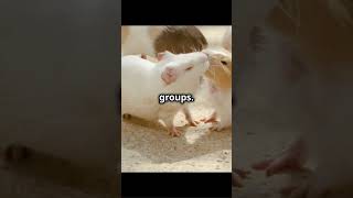 🐹 Guinea Pigs The Squeaky Little Cuddlers facts animals pets cuddles guineapig [upl. by Katherine832]