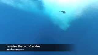 Currican por debajo del agua luna7 Marbella [upl. by Annocahs]