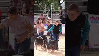 Krew and Karis showing in hog showmanship at The Final Drive showpigs pigs livestockshow [upl. by Xel]