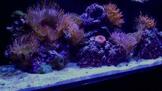 Innovative Marine Fusion 30L Anemone Tank [upl. by Remot]