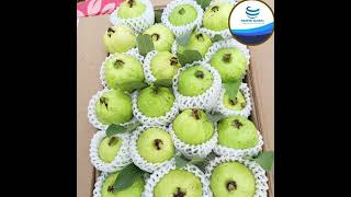 FAATIH GLOBAL TRADERS IS A INTERNATIONAL EXPORTER OF GUAVA [upl. by Rett]