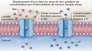 Capsule 25BTransport membranaire [upl. by Mariele]