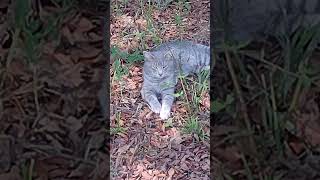 LT THE SNAKE EATER catland feralcats kittens [upl. by Sert514]