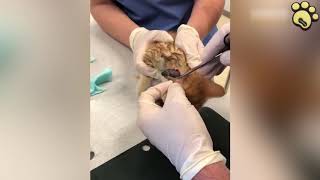 Bot Fly Larva Removal From Cat Plz Keep Your Pets Safe [upl. by Thordia603]