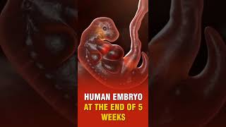 HUMAN EMBRYO AT 5 WEEKS [upl. by Iaka]