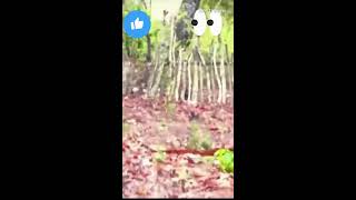 Smartness is way of life treading viral youtube RealBriggy wildlife [upl. by Anivla]