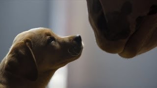 Budweiser Clydesdale Puppy Love Super Bowl 2014 Commercial [upl. by Enitnelav]