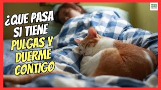 🔴 MI GATO TIENE PULGAS Y DUERME CONMIGO 🙊 ¿ME LAS PUEDE PEGAR [upl. by Llewsor]