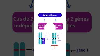 Dihybridisme Explorez Sa Signification Et Ses Cas [upl. by Hudson547]