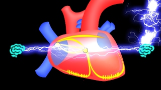 12 Électrophysiologie Cardiaque partie 02  Physiologie 2ème MED [upl. by Einnaoj]